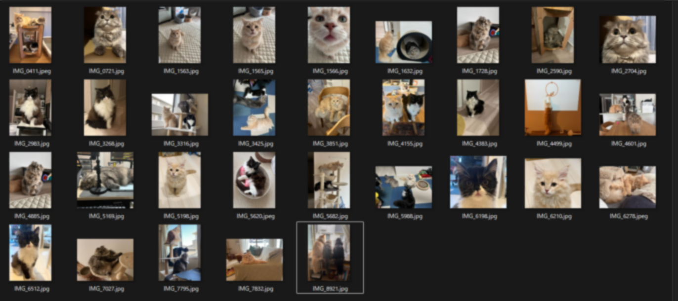 実行前の猫の写真フォルダの様子